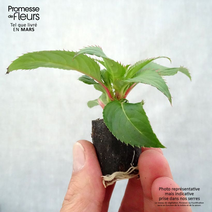 Impatiens Sunpatiens Compact Red - Alegría minicepellón: Ø 3/4 cm Ejemplar entregado en la primavera