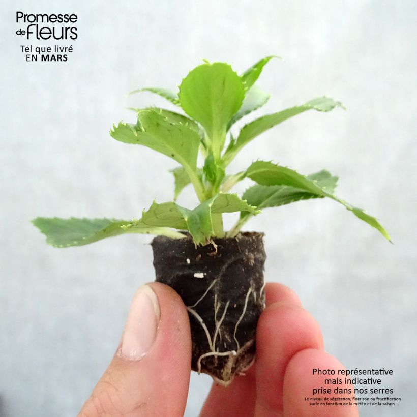 Impatiens SunPatiens Vigorous Clear White - Alegría minicepellón: Ø 3/4 cm Ejemplar entregado en la primavera