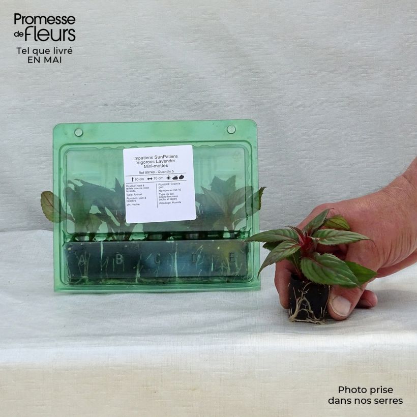 Impatiens SunPatiens Vigorous Lavender - Alegría minicepellón: Ø 3/4 cm Ejemplar entregado en la primavera