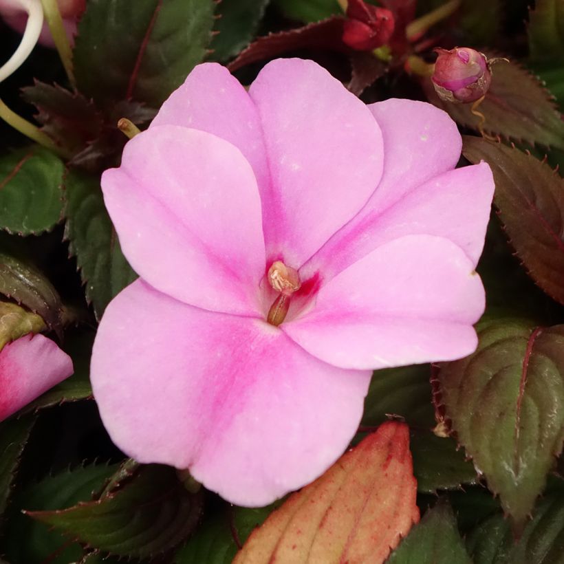 Impatiens SunPatiens Vigorous Lavender - Alegría (Floración)