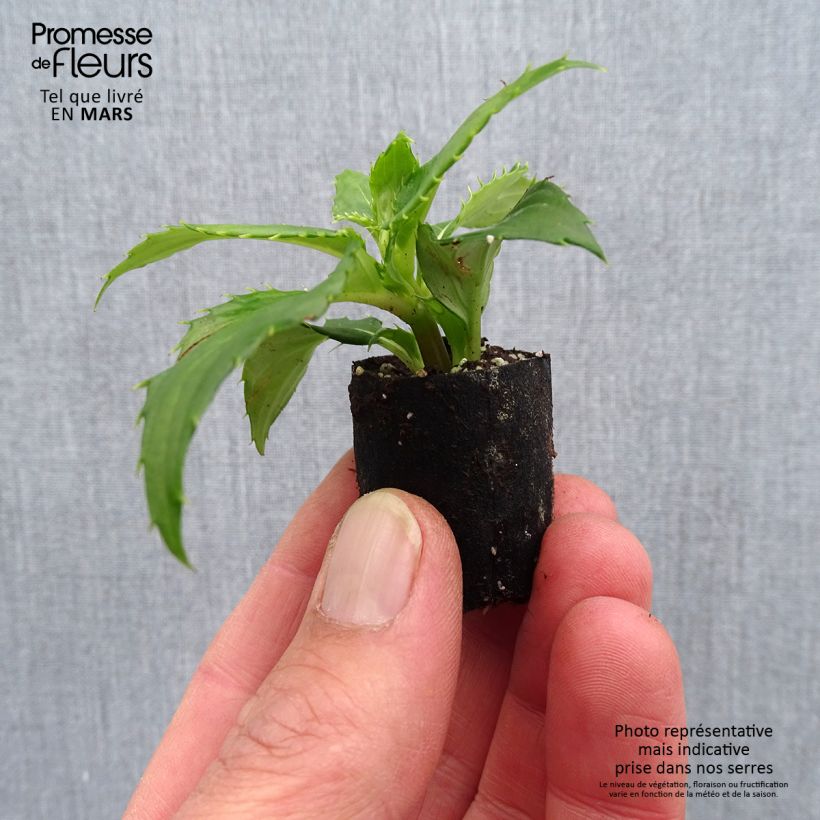 Alegría de la casa SunPatiens compacta blanca - Impatiens minicepellón: Ø 3/4 cm Ejemplar entregado en la primavera