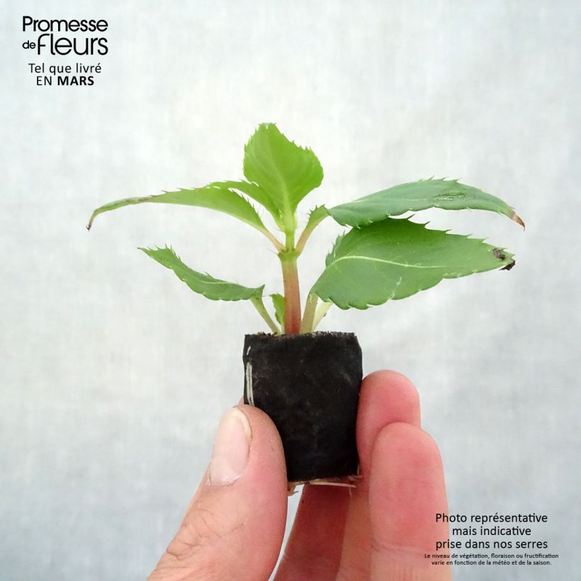 Impatiens Sunpatiens Compact Electric Orange - Alegría minicepellón: Ø 3/4 cm Ejemplar entregado en la primavera