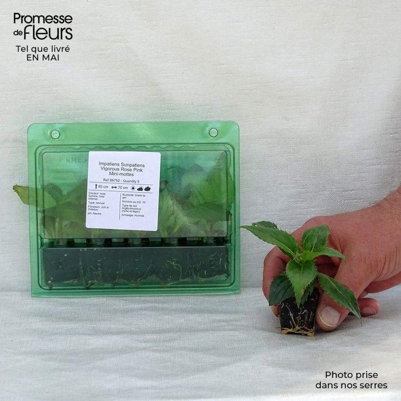 Impatiens SunPatiens Vigorous Rose Pink - Alegría minicepellón: Ø 3/4 cm Ejemplar entregado en la primavera