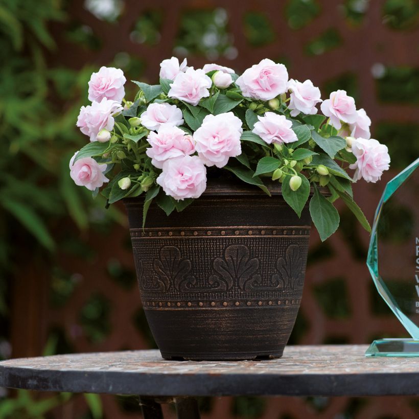 Impatiens walleriana double Glimmer Appleblossom - Alegría de la casa (Porte)