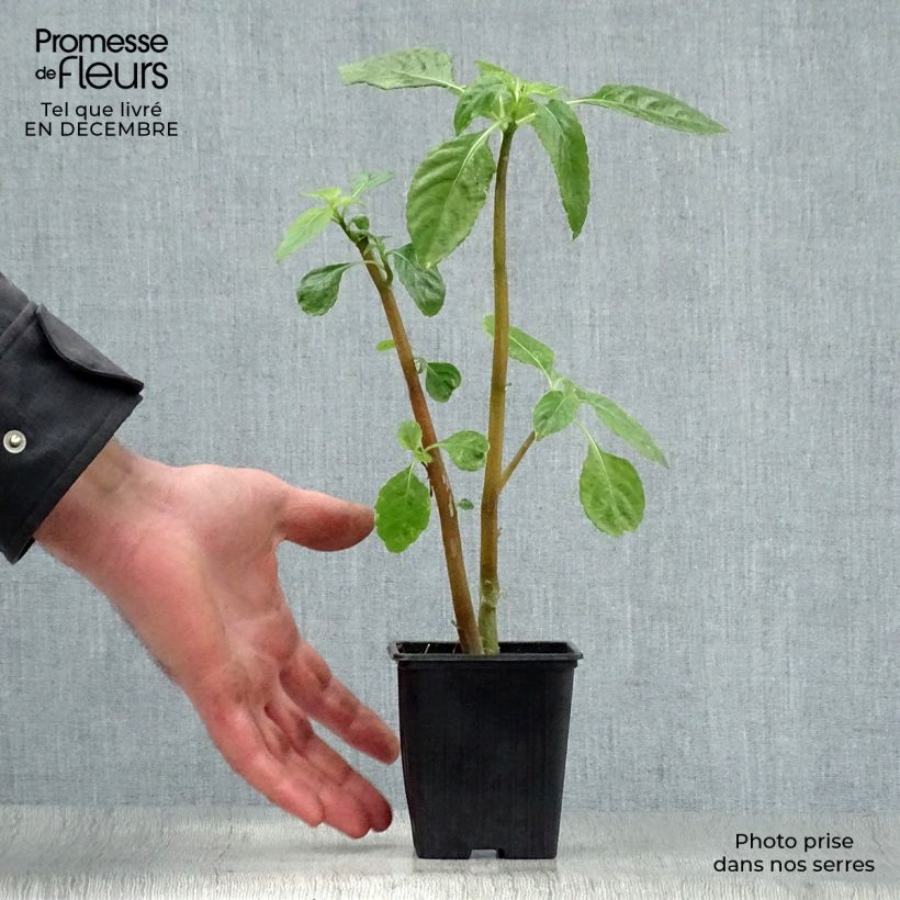 Impatiens niamniamensis - Congo cacatua Maceta de 7/8 cm Ejemplar entregado en invierno