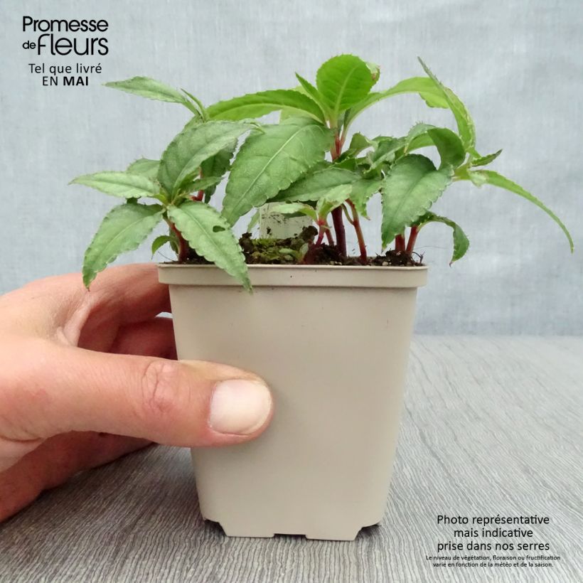 Impatiens omeiana Ice Storm Maceta de 8/9 cm Ejemplar entregado en la primavera