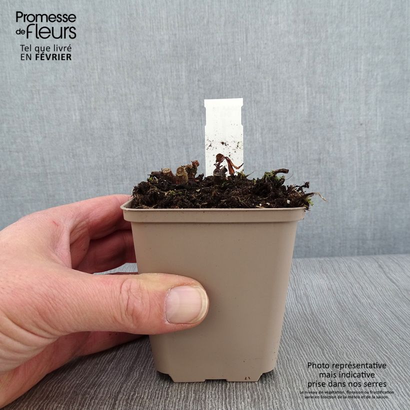 Impatiens omeiana Ice Storm Maceta de 8/9 cm Ejemplar entregado en invierno