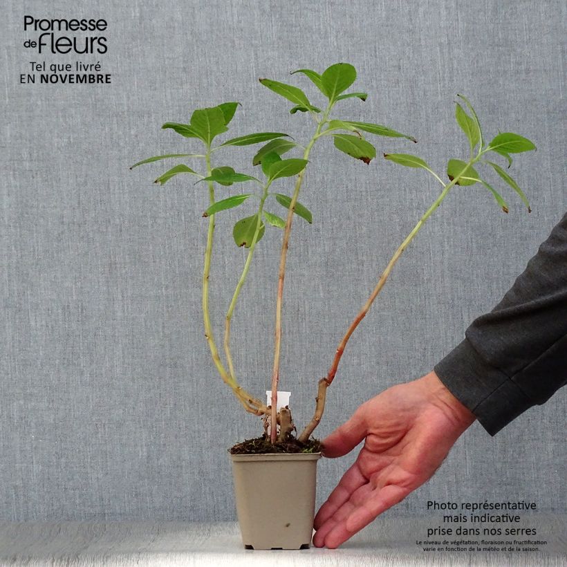 Ejemplar de Impatiens tinctoria - Alegría Maceta de 8/9 cm entregado en otoño