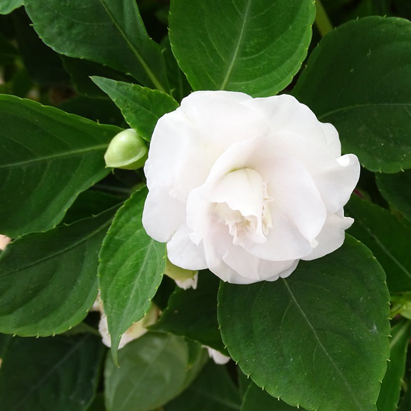 Alegría de la casa de flor doble blanca - Impatiens walleriana (Floración)