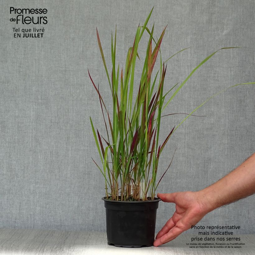 Ejemplar de Imperata cylindrica Red Baron Maceta 2L/3L entregado en verano