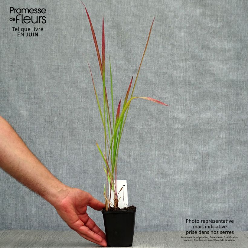 Ejemplar de Imperata cylindrica Red Baron Maceta de 8/9 cm entregado en verano