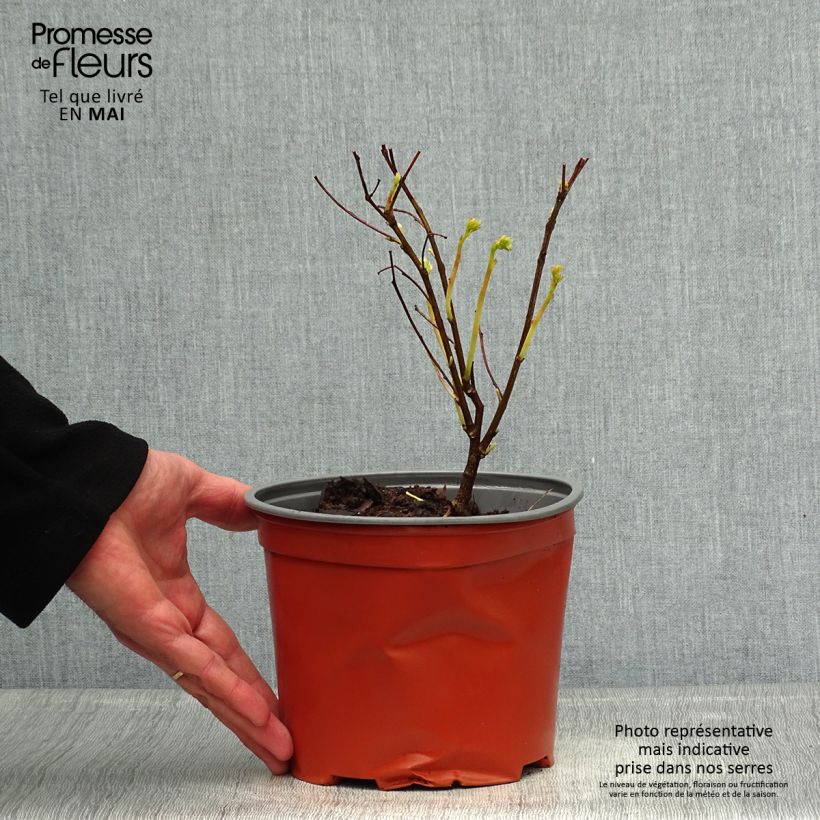 Indigofera kirilowii - Indigo de Kirilow Maceta 2L/3L Ejemplar entregado en la primavera