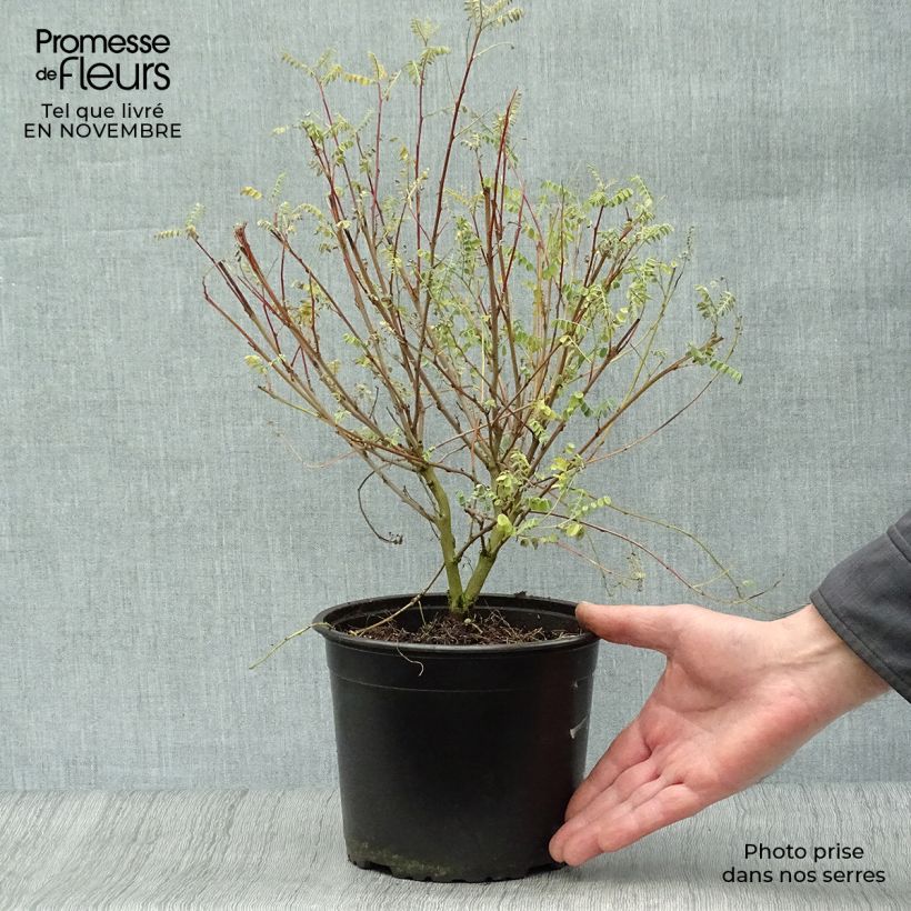 Ejemplar de Indigofera heterantha - Indigo del Himalaya Maceta 2L/3L entregado en otoño