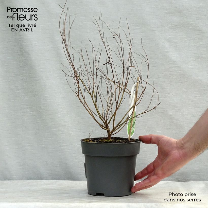 Indigofera heterantha - Indigo del Himalaya Maceta 2L/3L Ejemplar entregado en la primavera