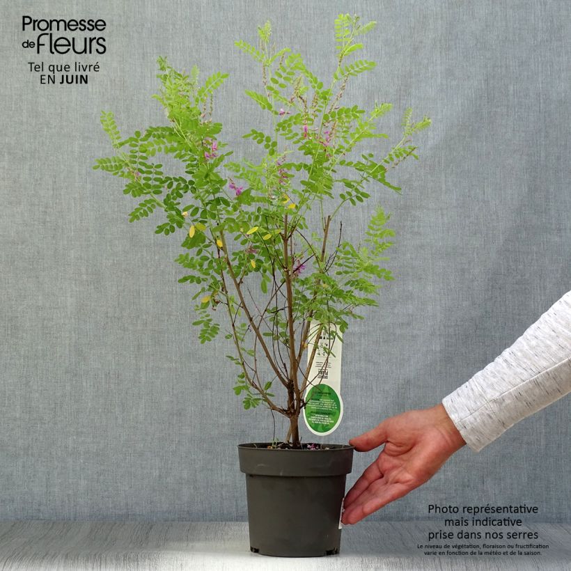 Ejemplar de Indigofera heterantha - Indigo del Himalaya Maceta 2L/3L entregado en verano