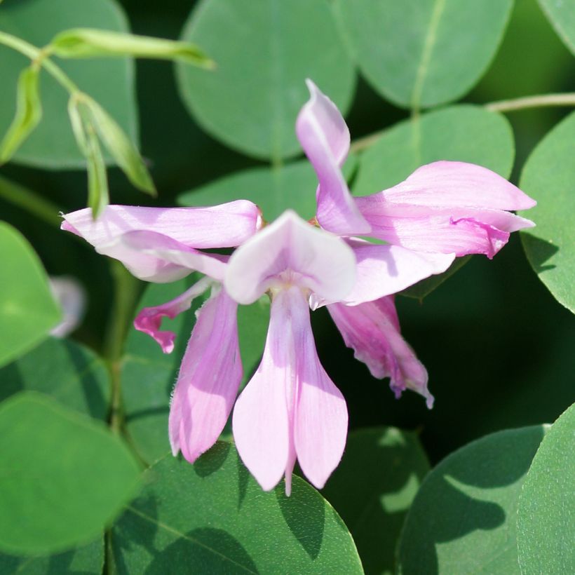 Indigofera kirilowii - Indigo de Kirilow (Floración)