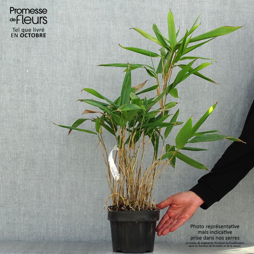 Ejemplar de Indocalamus latifolius - Bambú Maceta 2L/3L entregado en otoño