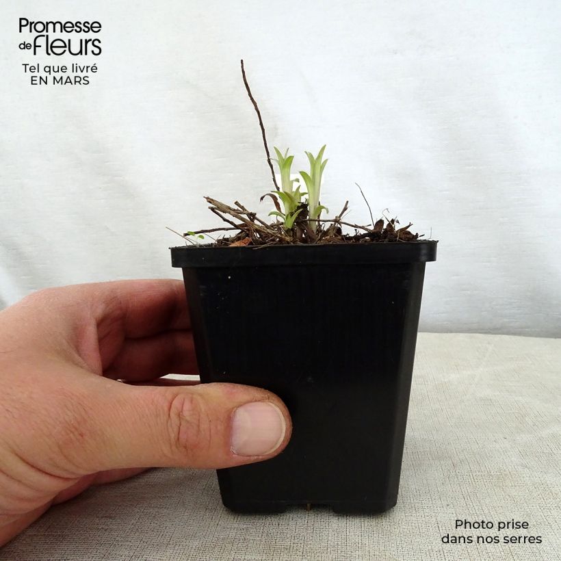 Inula ensifolia Maceta de 8/9 cm Ejemplar entregado en la primavera