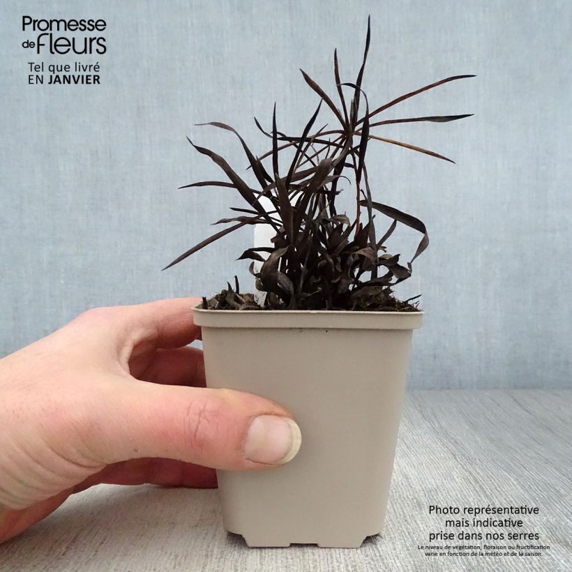 Inula ensifolia Maceta de 8/9 cm Ejemplar entregado en invierno