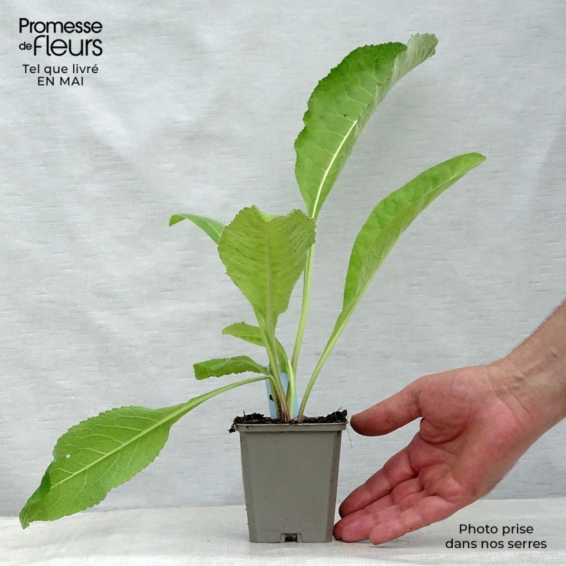 Inula helenium - Helenio Maceta de 8/9 cm Ejemplar entregado en la primavera