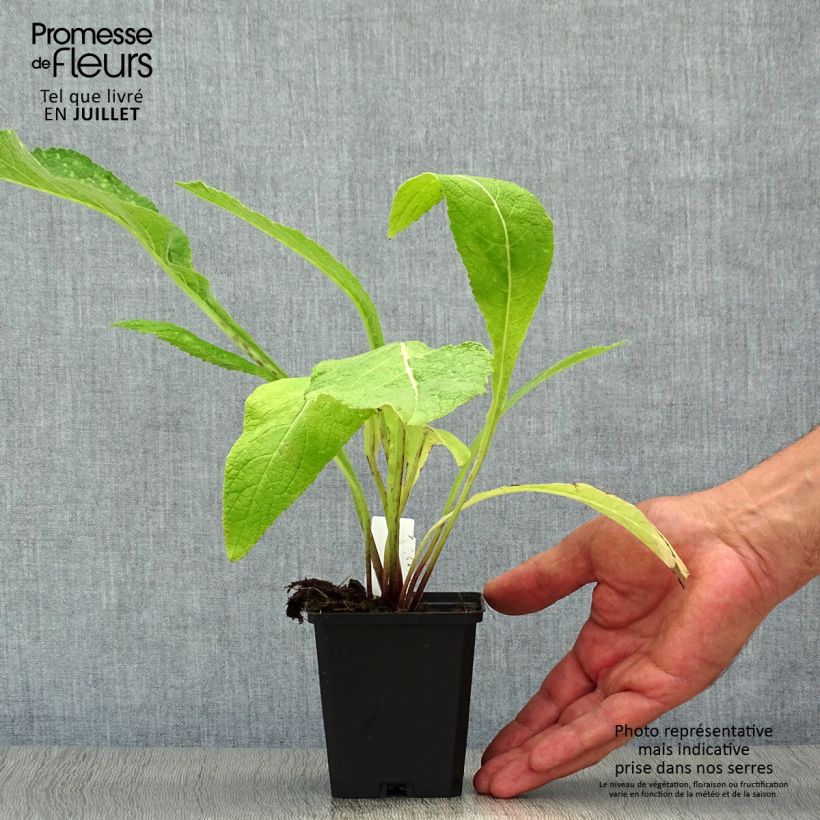 Ejemplar de Inula helenium - Helenio Maceta de 8/9 cm entregado en verano