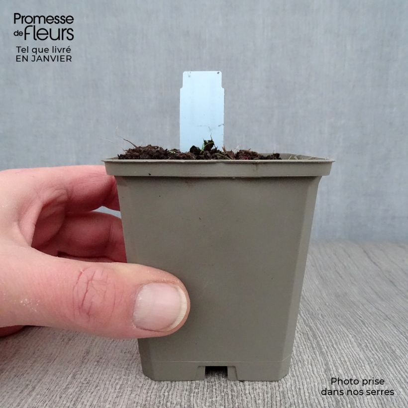 Inula helenium - Helenio Maceta de 8/9 cm Ejemplar entregado en invierno