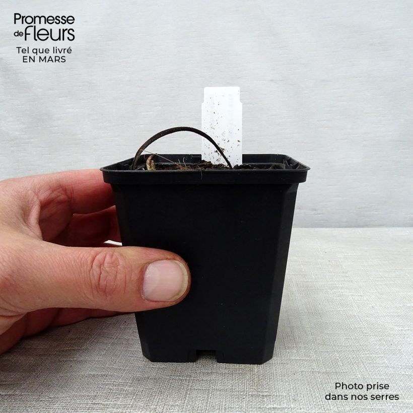 Inula magnifica Maceta de 8/9 cm Ejemplar entregado en la primavera