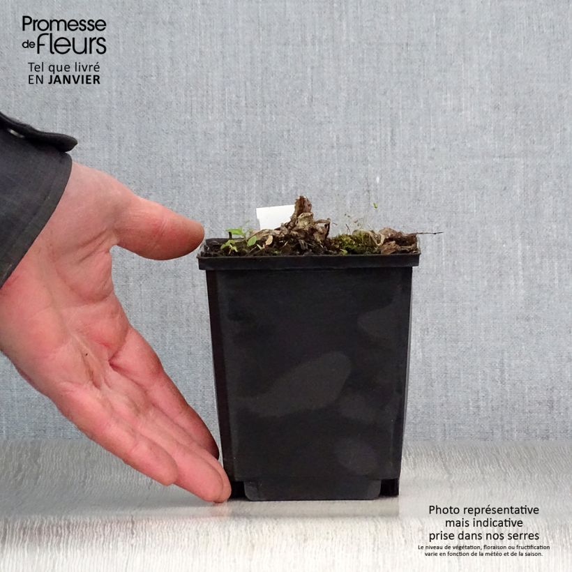 Inula magnifica Maceta de 8/9 cm Ejemplar entregado en invierno