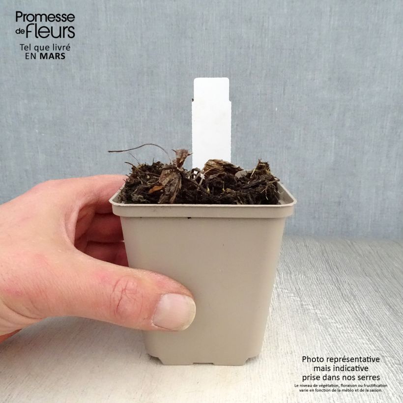 Inula orientalis Maceta de 8/9 cm Ejemplar entregado en la primavera