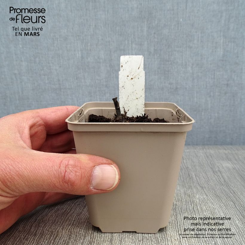 Inula orientalis Maceta de 8/9 cm Ejemplar entregado en invierno