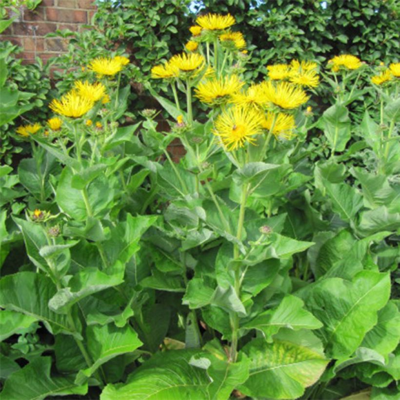 Inula racemosa Sonnenspeer (Porte)