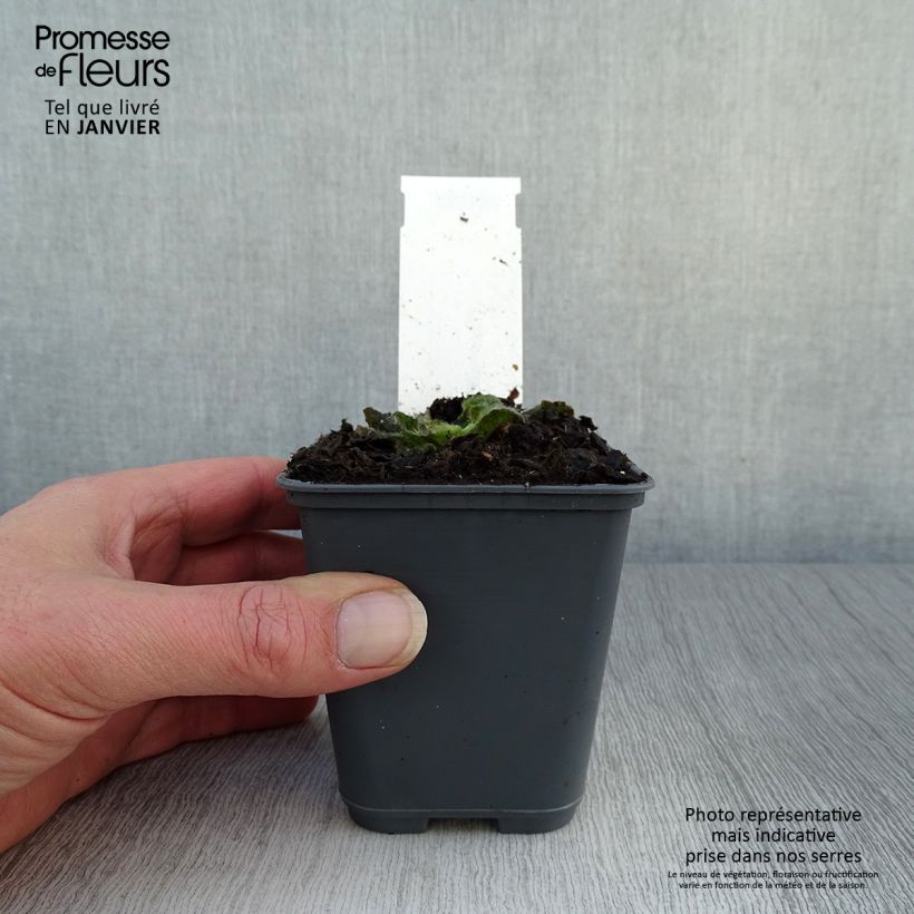 Inula rhizocephala Maceta de 8/9 cm Ejemplar entregado en invierno