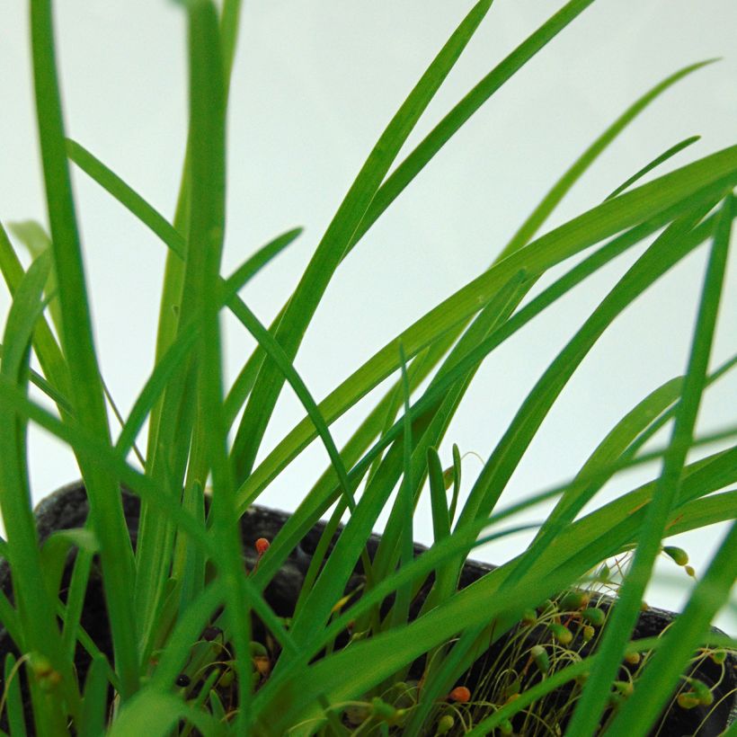 Ipheion uniflorum (Follaje)