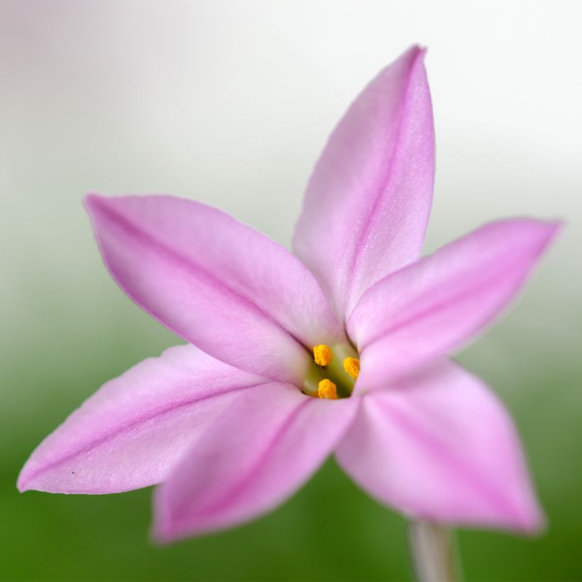 Ipheion uniflorum Charlotte Bishop (Floración)