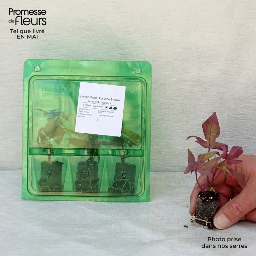 Ipomoea batatas Bronze - Batata minicepellón: Ø 3/4 cm Ejemplar entregado en la primavera