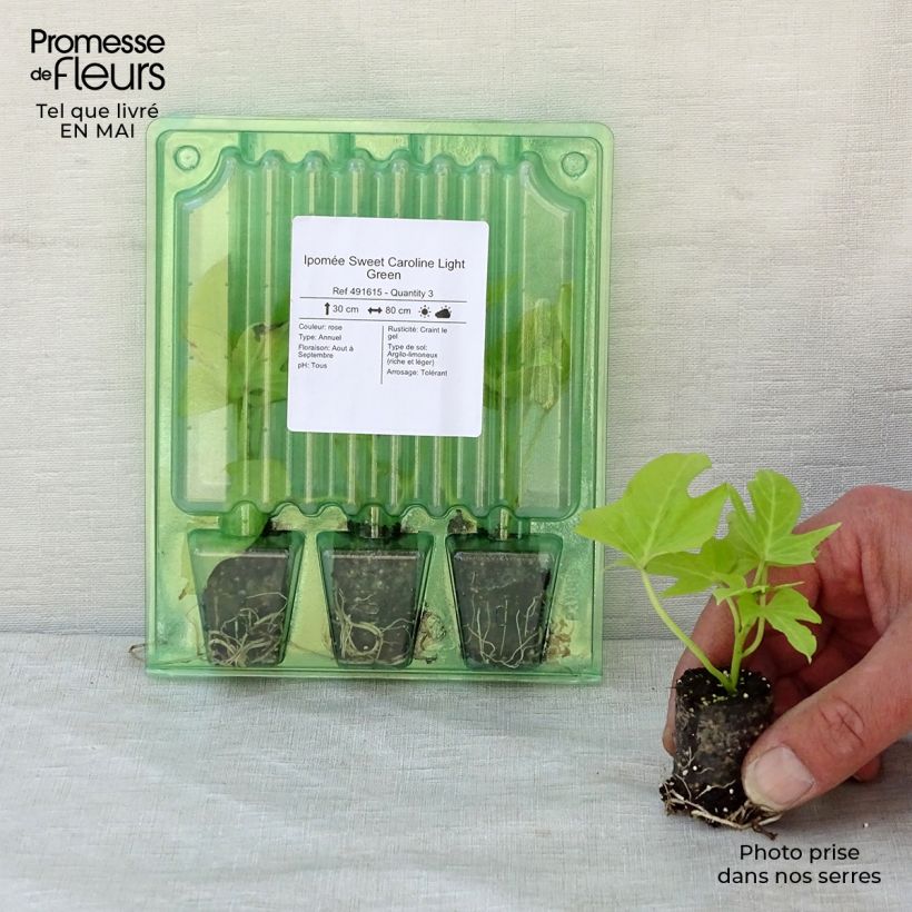 Ipomoea batatas Sweet Caroline Light Green - Batata minicepellón: Ø 3/4 cm Ejemplar entregado en la primavera