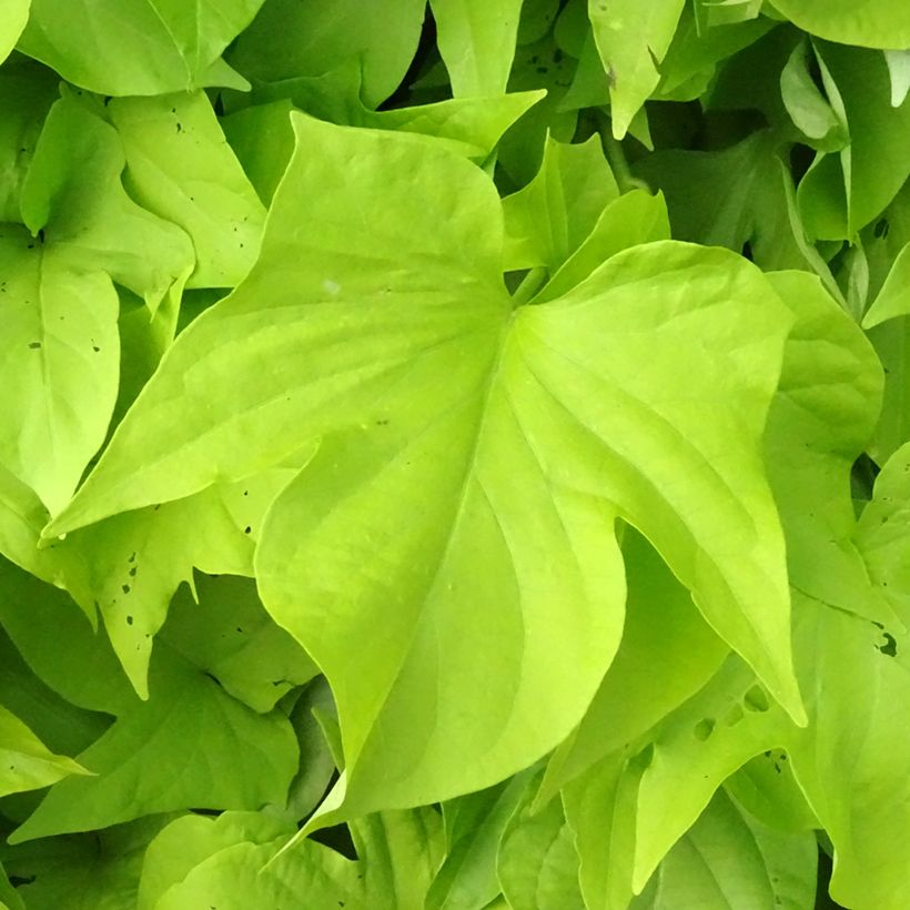 Ipomoea batatas Sweet Caroline Light Green - Batata (Follaje)