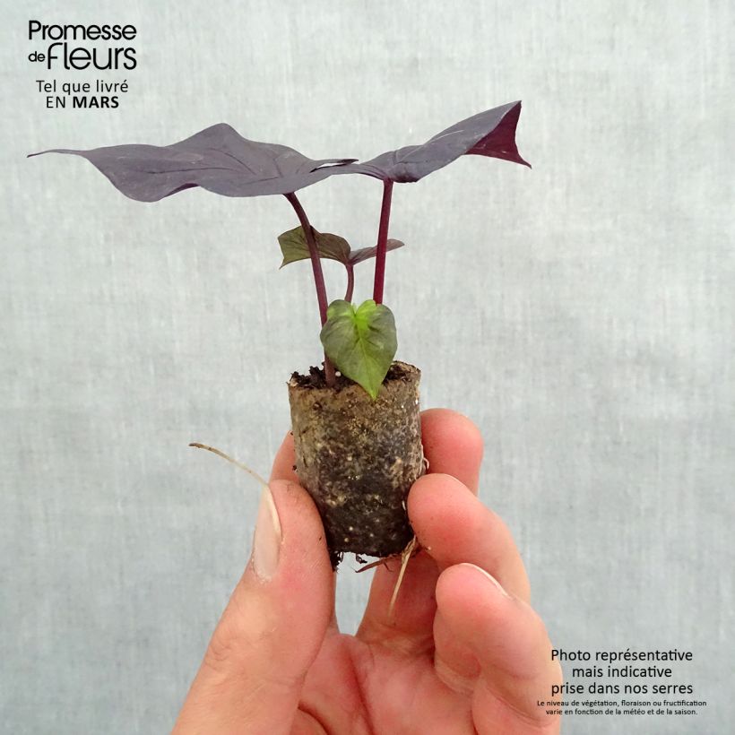 Ipomoea batatas Jet Black - Batata minicepellón: Ø 3/4 cm Ejemplar entregado en la primavera