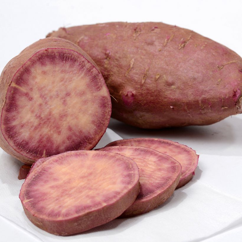 Batata Sakura (Cosecha)