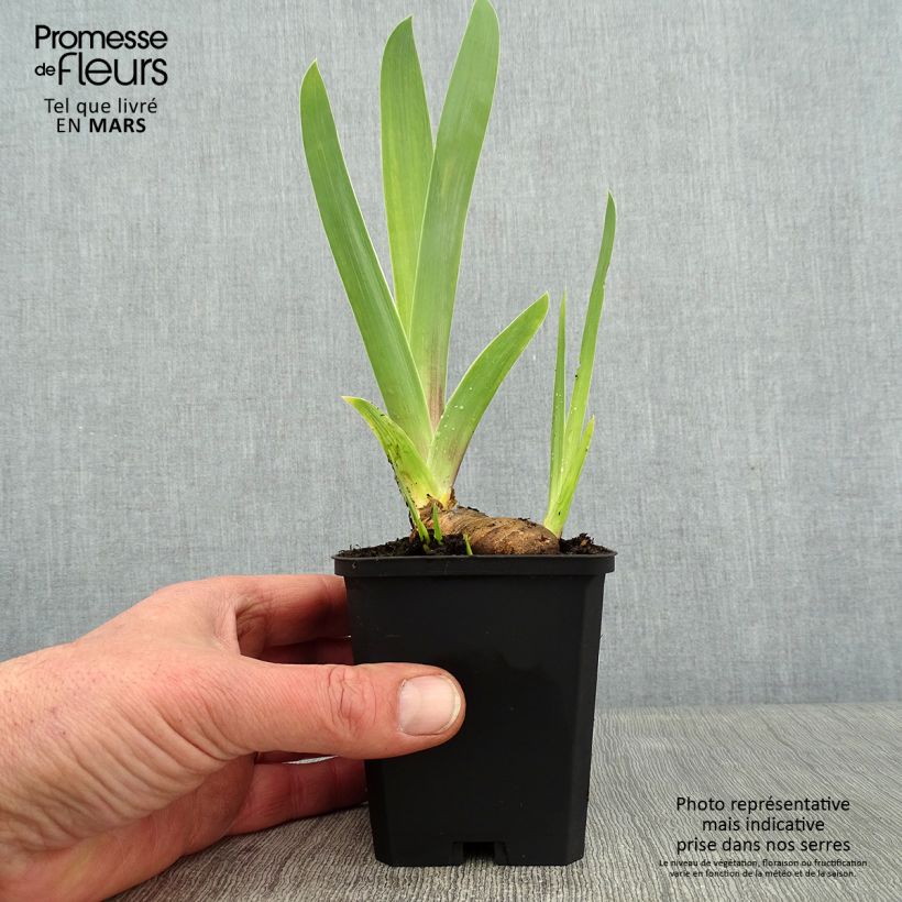 Iris germanica So beau Maceta de 8/9 cm Ejemplar entregado en invierno