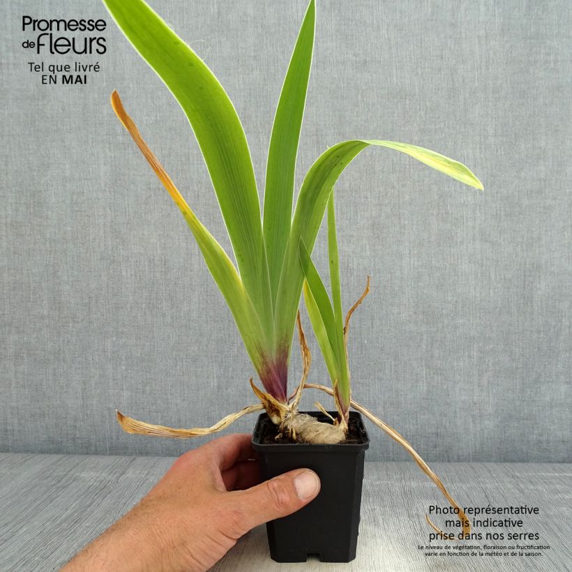 Iris germanica So beau Maceta de 8/9 cm Ejemplar entregado en la primavera