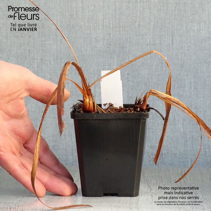 Lirio de Siberia Harpswell Happiness - Iris sibirica Maceta de 8/9 cm Ejemplar entregado en invierno