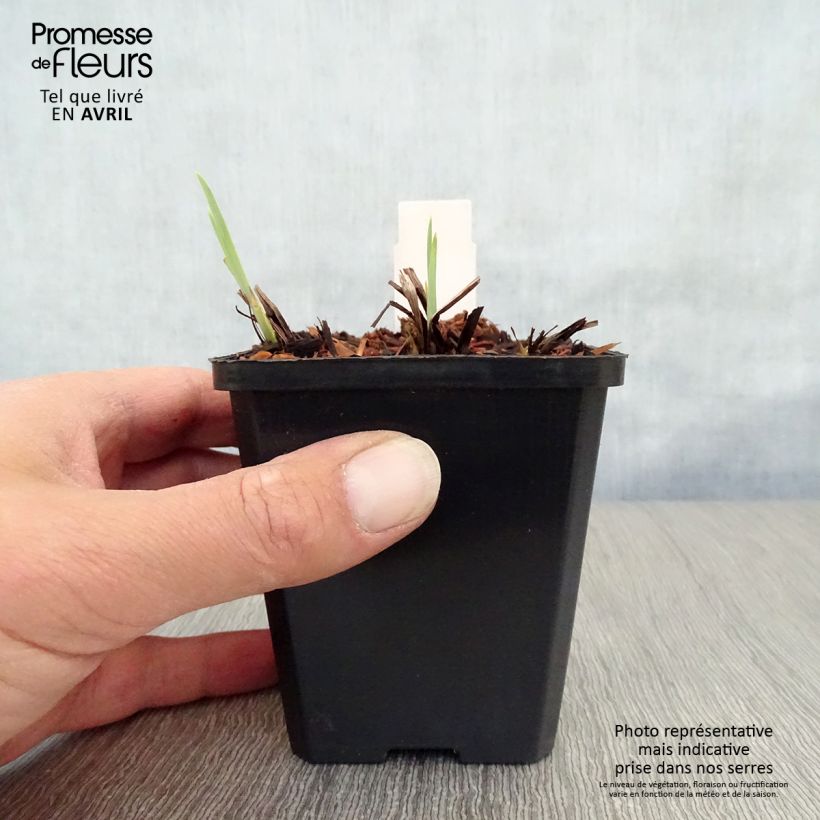 Lirio de Siberia Harpswell Happiness - Iris sibirica Maceta de 8/9 cm Ejemplar entregado en la primavera