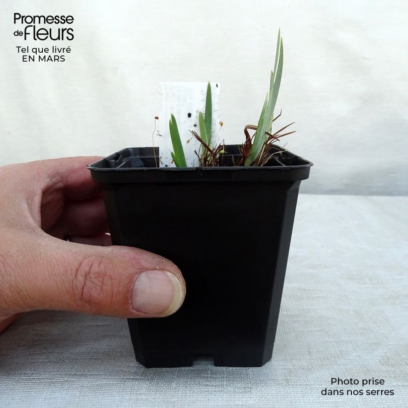 Lirio de Siberia Ruffled Velvet - Iris sibirica Maceta de 8/9 cm Ejemplar entregado en la primavera