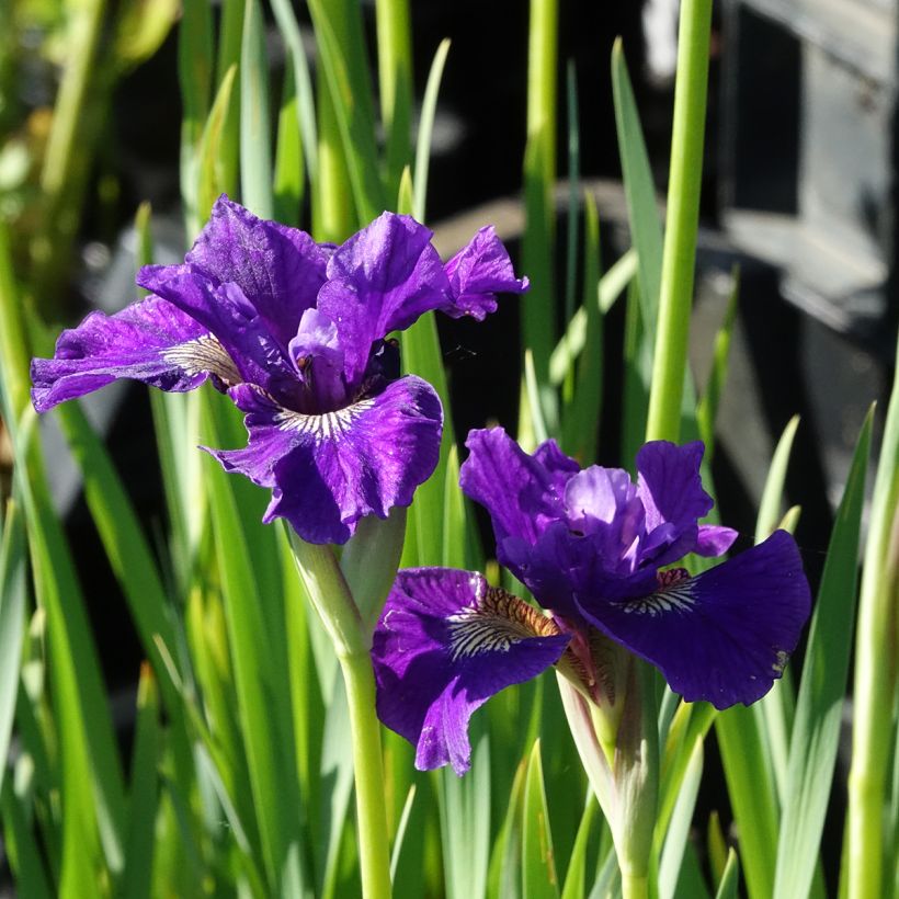 Lirio de Siberia Ruffled Velvet - Iris sibirica (Floración)