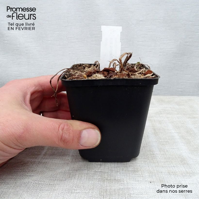 Iris bulleyana Maceta de 8/9 cm Ejemplar entregado en invierno