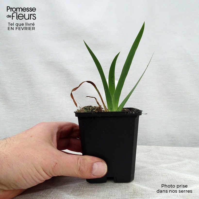 Iris chrysographes Black Knight Maceta de 8/9 cm Ejemplar entregado en invierno