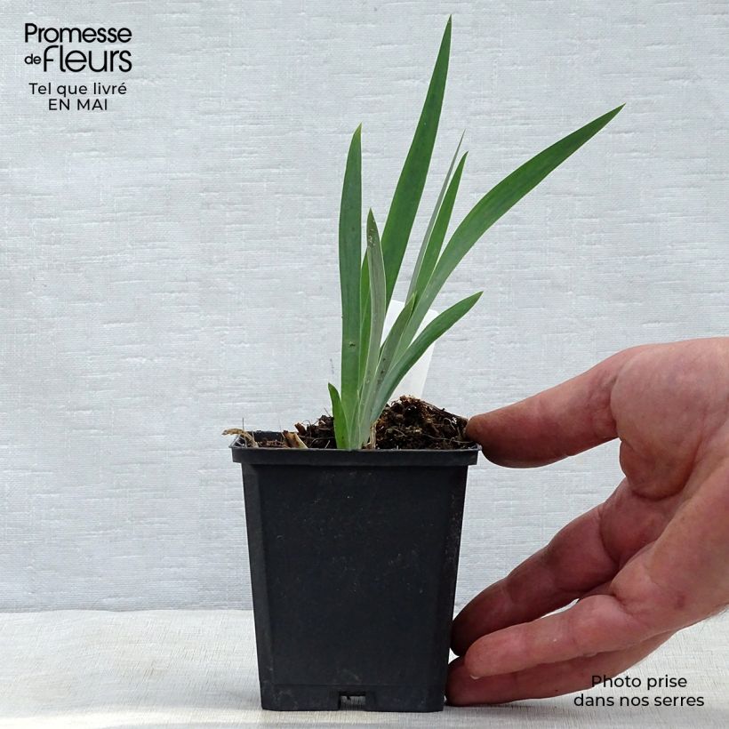 Iris chrysographes Black Knight Maceta de 8/9 cm Ejemplar entregado en la primavera