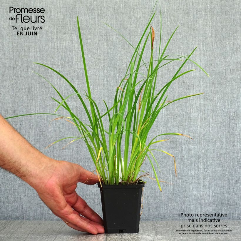 Ejemplar de Iris chrysographes Black Knight Maceta de 8/9 cm entregado en verano