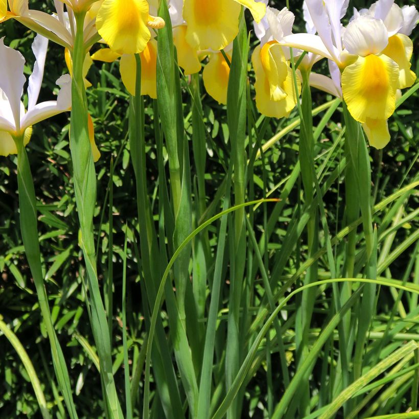 Iris hollandica Apollo - Iris de Holanda (Follaje)